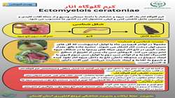 کرم گلوگاه انار